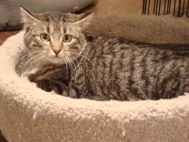 Zorrita, Adoptable, Adult Female Domestic Short Hair.