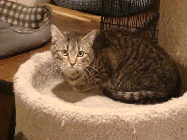 Enlarge Zorrita, a Adoptable mixed breed in St. Louis, MO image 3/4