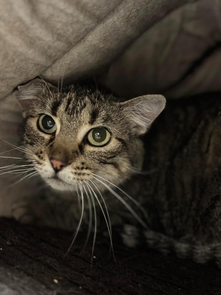 Enlarge Zorrita, a Adoptable mixed breed in St. Louis, MO image 4/4