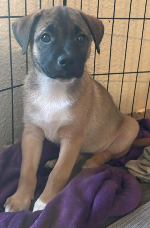 Enya, a Adoptable mixed breed in renton, WA image 1/6