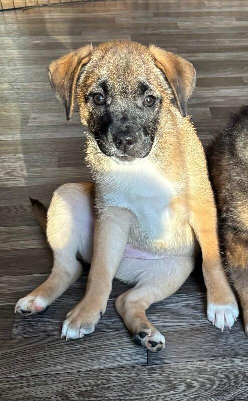 Enya, a Adoptable mixed breed in renton, WA image 2/6