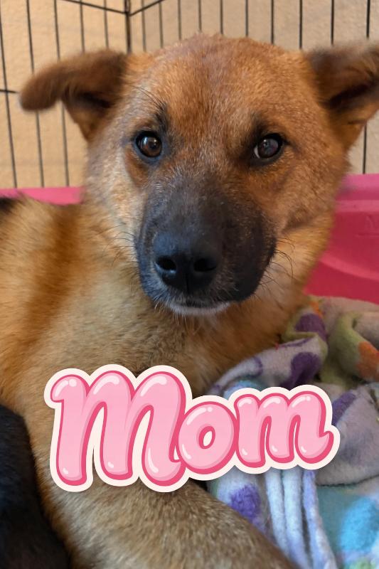 Enya, Adoptable, Young Female Carolina Dog & Cattle Dog.