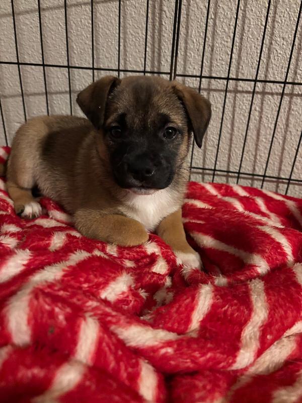 Enlarge Enya, a Adoptable mixed breed in renton, WA image 2/2