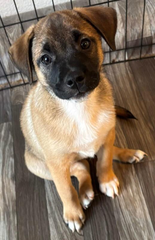Enya, a Adoptable mixed breed in renton, WA image 5/6