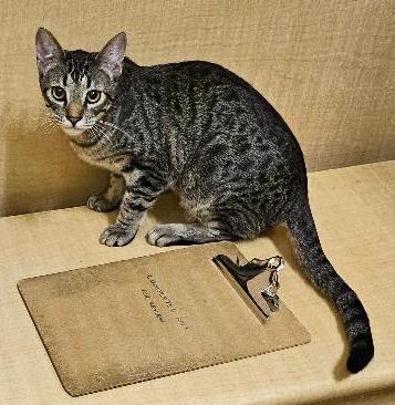 Enlarge Chappy, an adopted Tabby in Tulsa, OK image 1/1