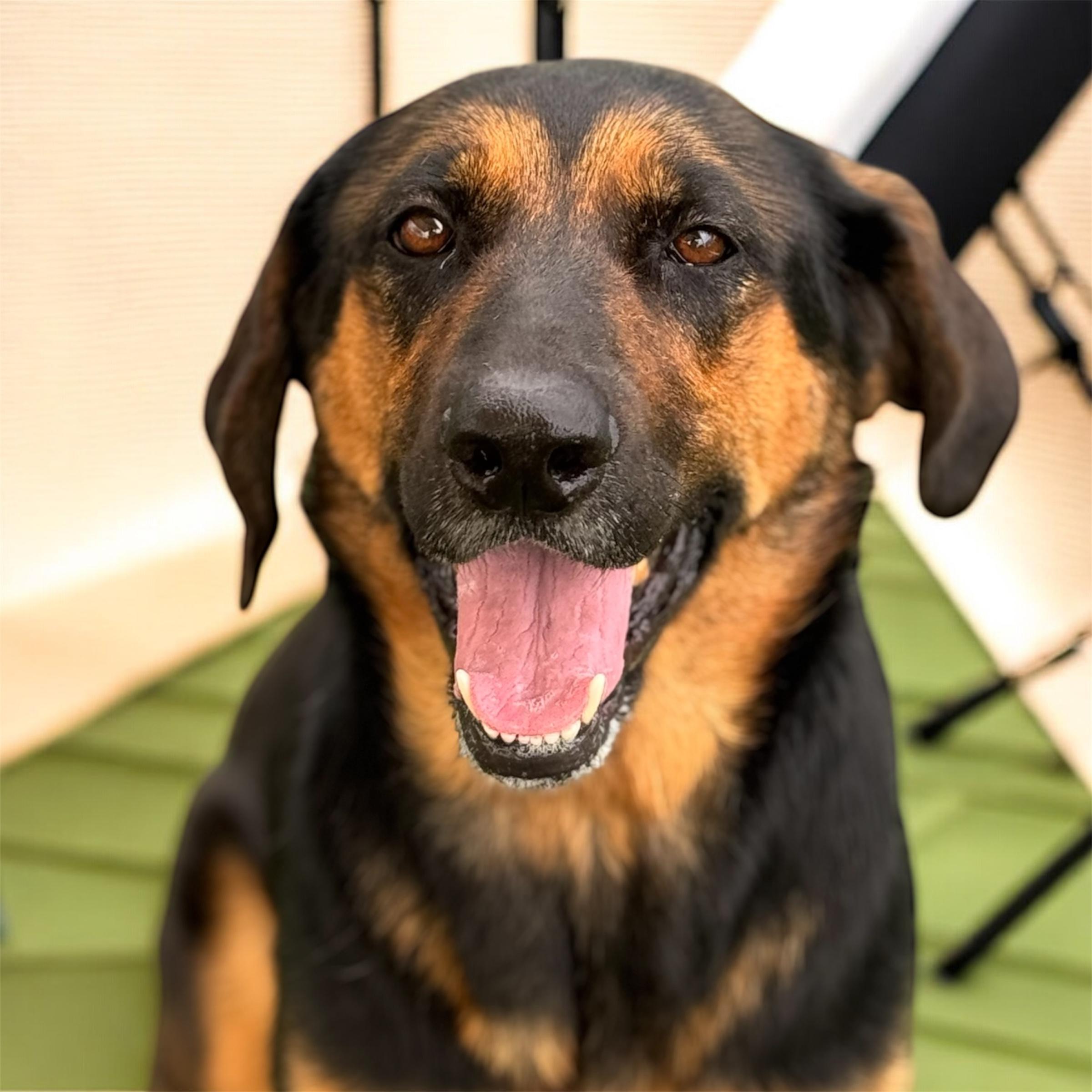 Ol' Girl, ADOPTABLE, Adult Female Shepherd & Hound.