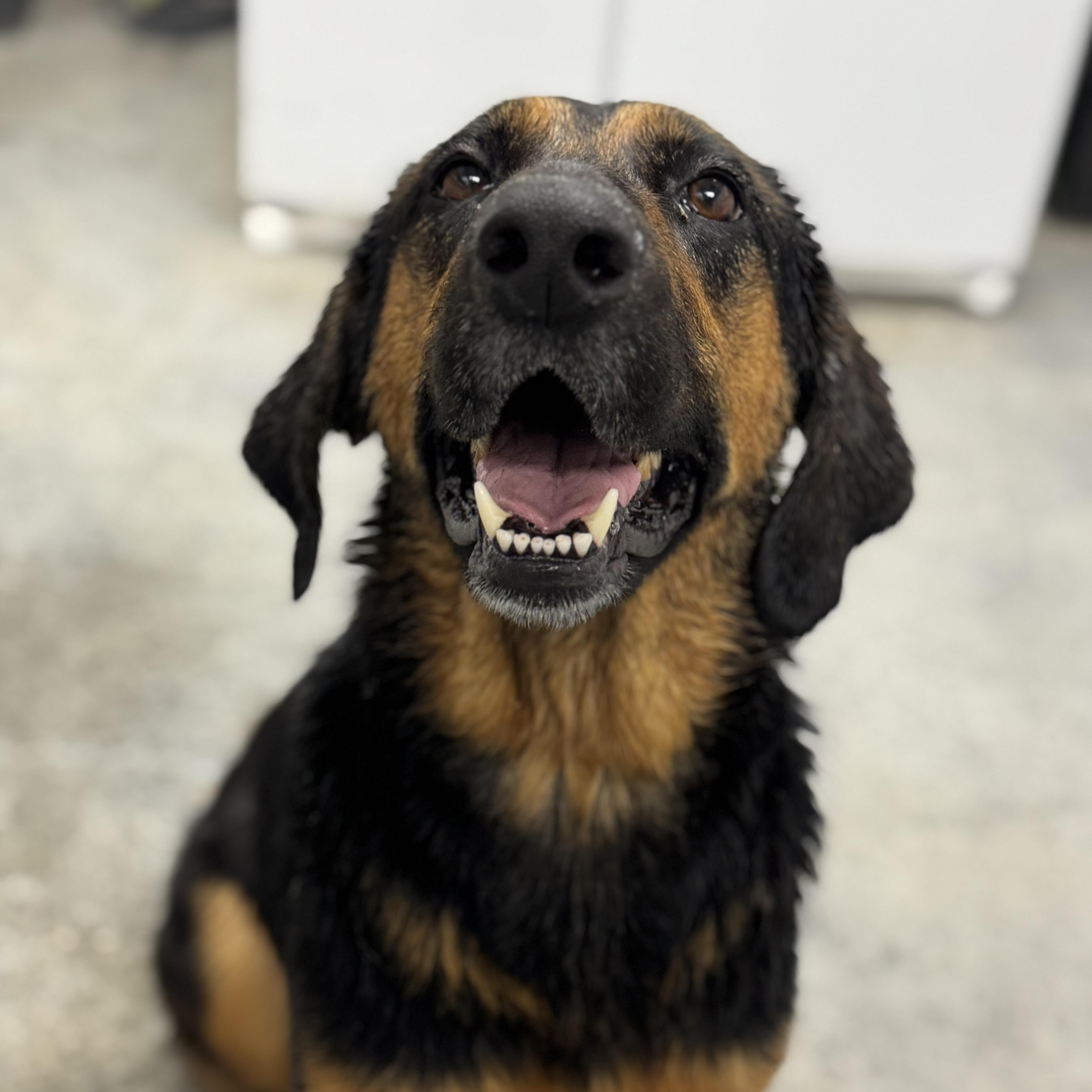 Enlarge Ol' Girl, a ADOPTABLE mixed breed in Williston, VT image 5/6