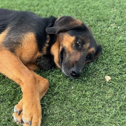 Enlarge Ol' Girl, a ADOPTABLE mixed breed in Williston, VT image 2/6