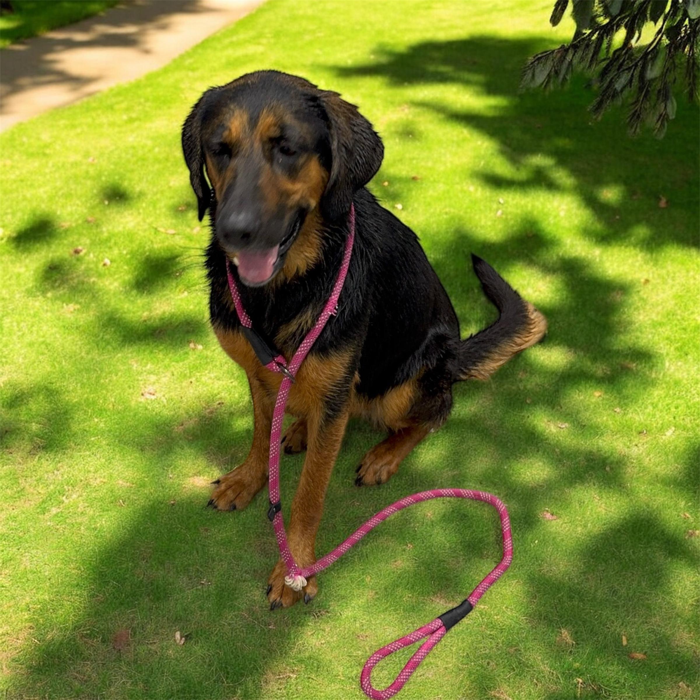 Enlarge Ol' Girl, a ADOPTABLE mixed breed in Williston, VT image 4/6