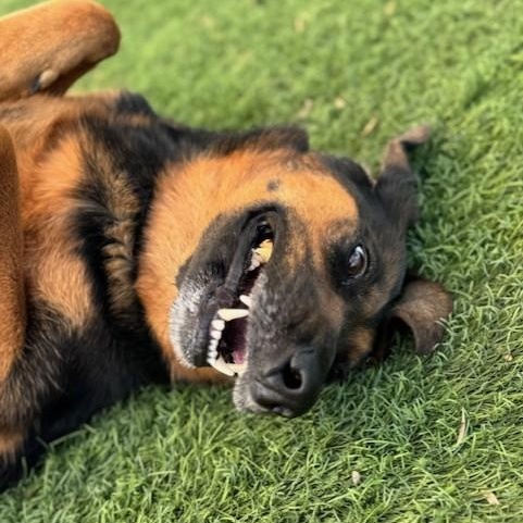 Enlarge Ol' Girl, a ADOPTABLE mixed breed in Williston, VT image 3/6