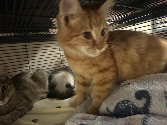 Moss, Adoptable, Kitten Male Domestic Medium Hair.
