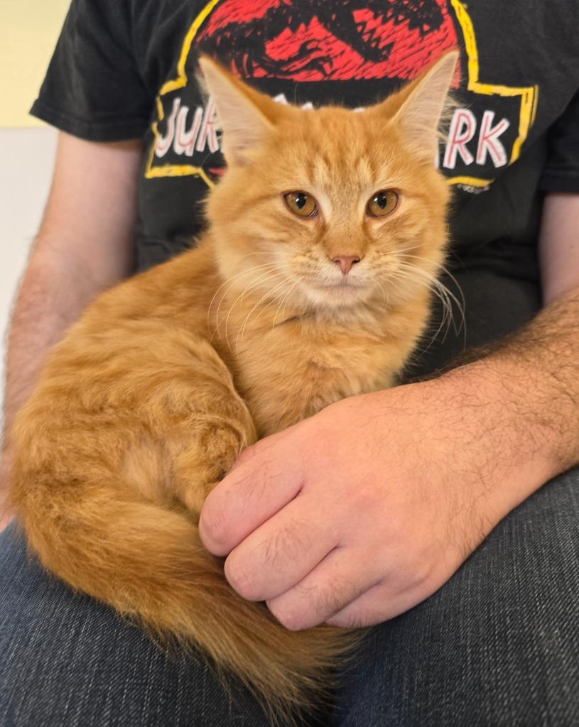Enlarge Moss, a Adoptable mixed breed in Blountville, TN image 2/2