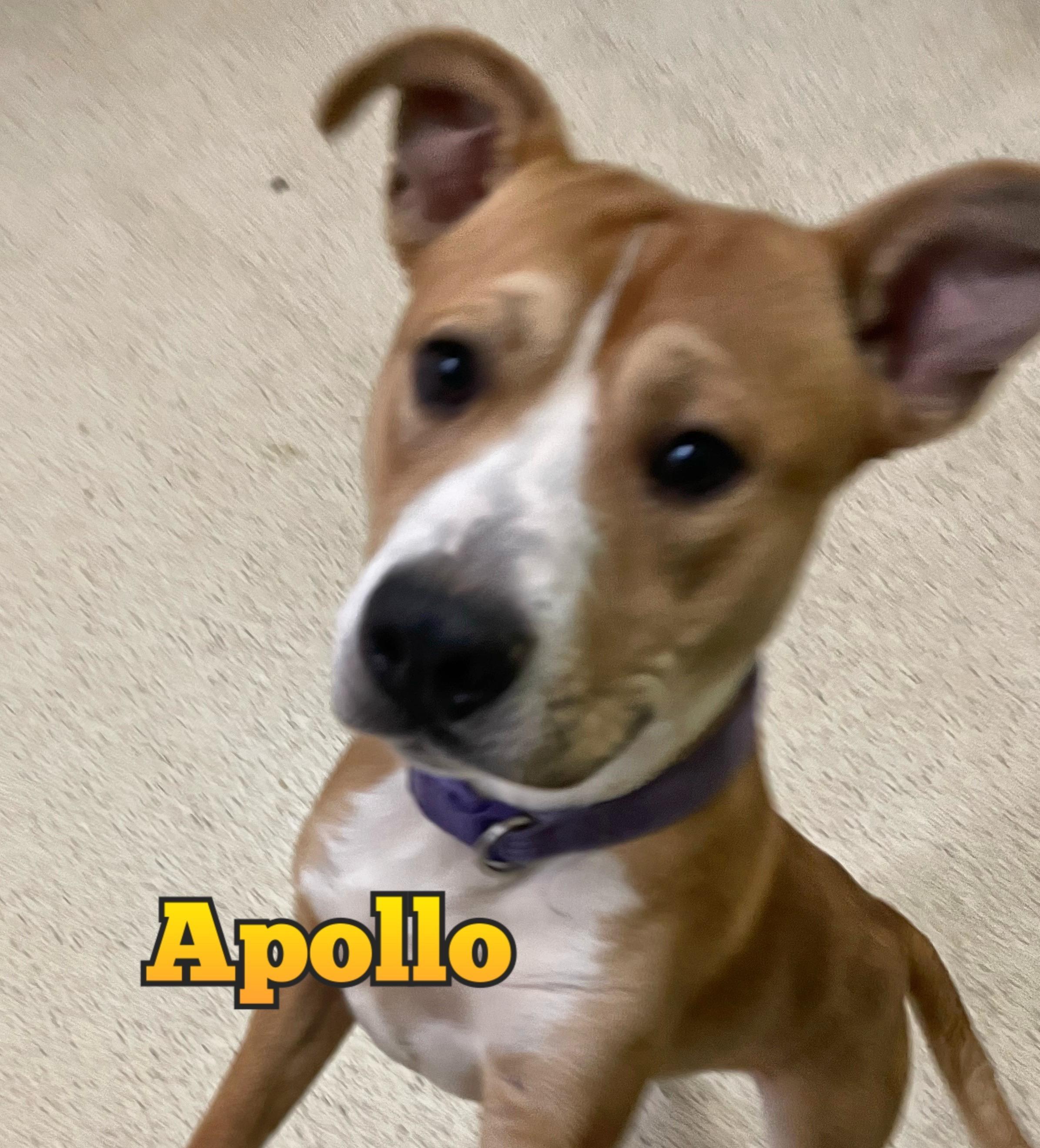 Apollo — thumbnail 2