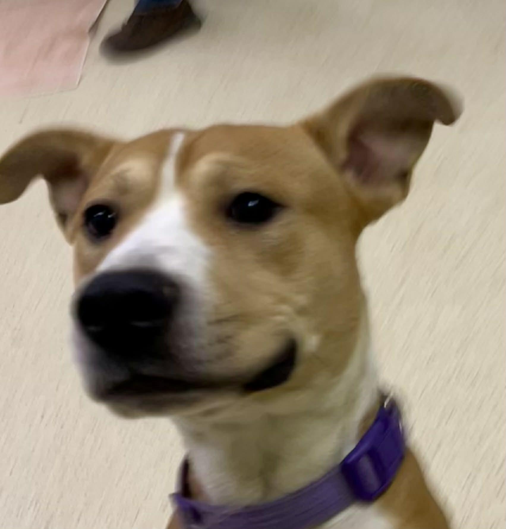 Apollo — thumbnail 3