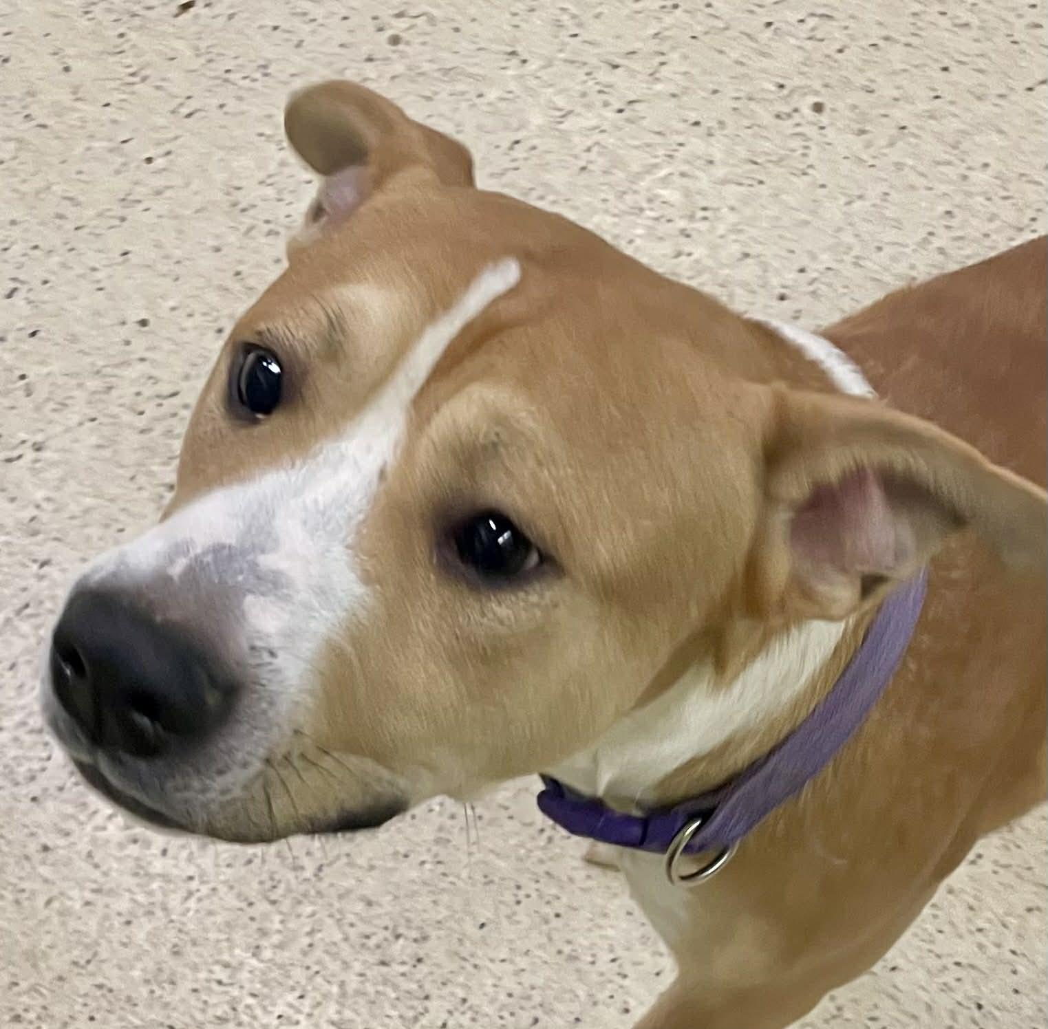 Apollo — thumbnail 4