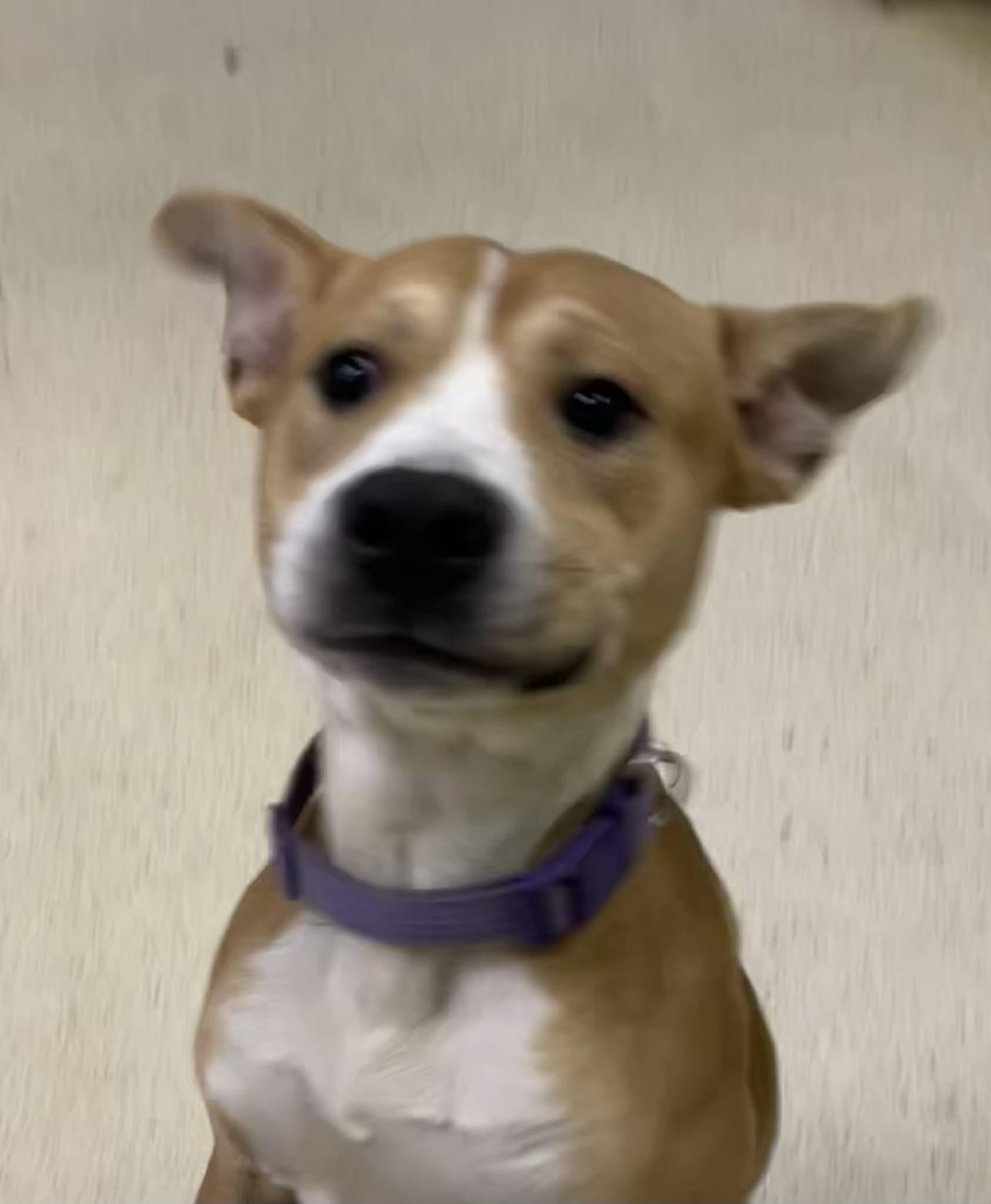 Apollo — thumbnail 5