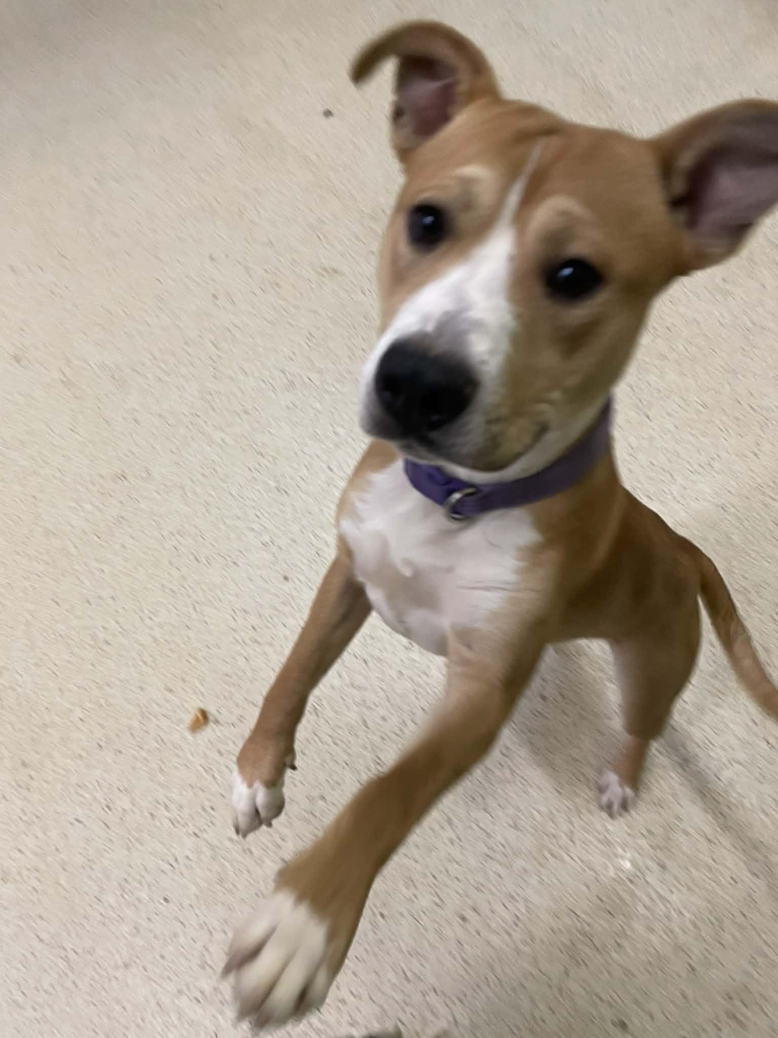 Apollo — thumbnail 6