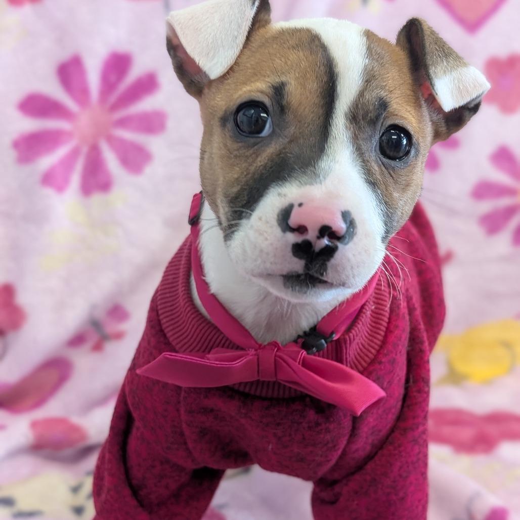 Spanner, Adoptable, Puppy Female Pit Bull Terrier.