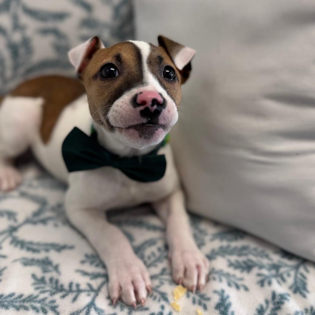 Spanner, a Adoptable mixed breed in Watertown, NY image 2/6