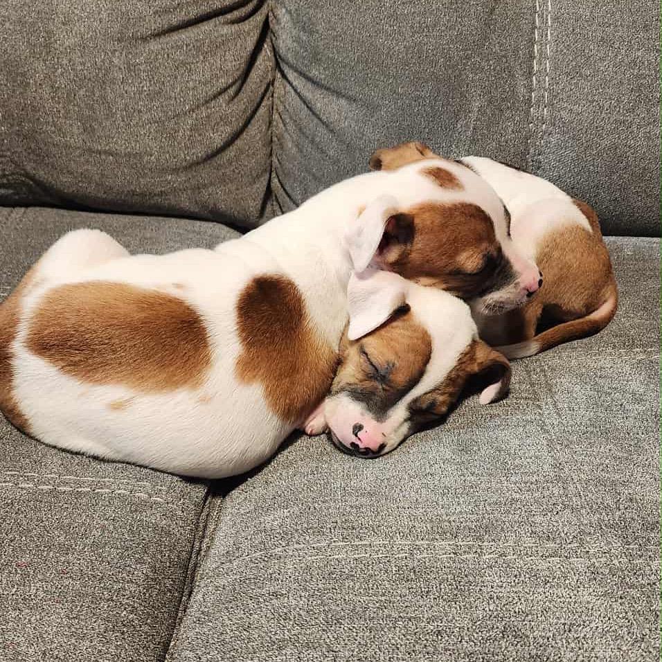 Spanner, a Adoptable mixed breed in Watertown, NY image 3/6