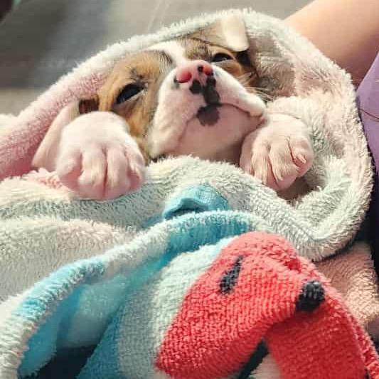 Spanner, a Adoptable mixed breed in Watertown, NY image 4/6