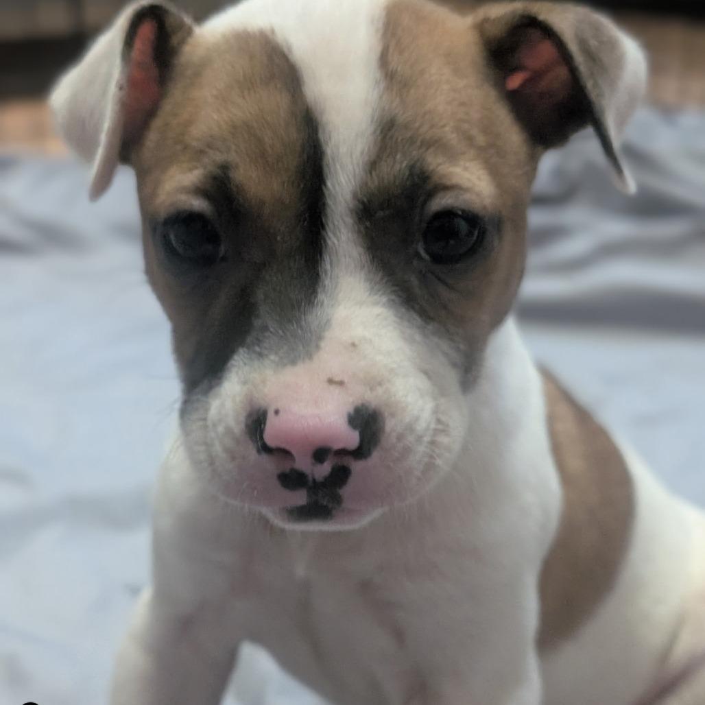 Spanner, a Adoptable mixed breed in Watertown, NY image 5/6