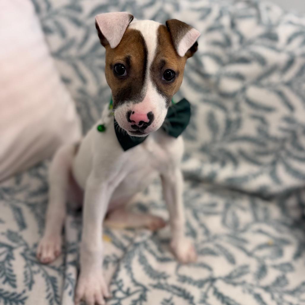 Spanner, a Adoptable mixed breed in Watertown, NY image 6/6