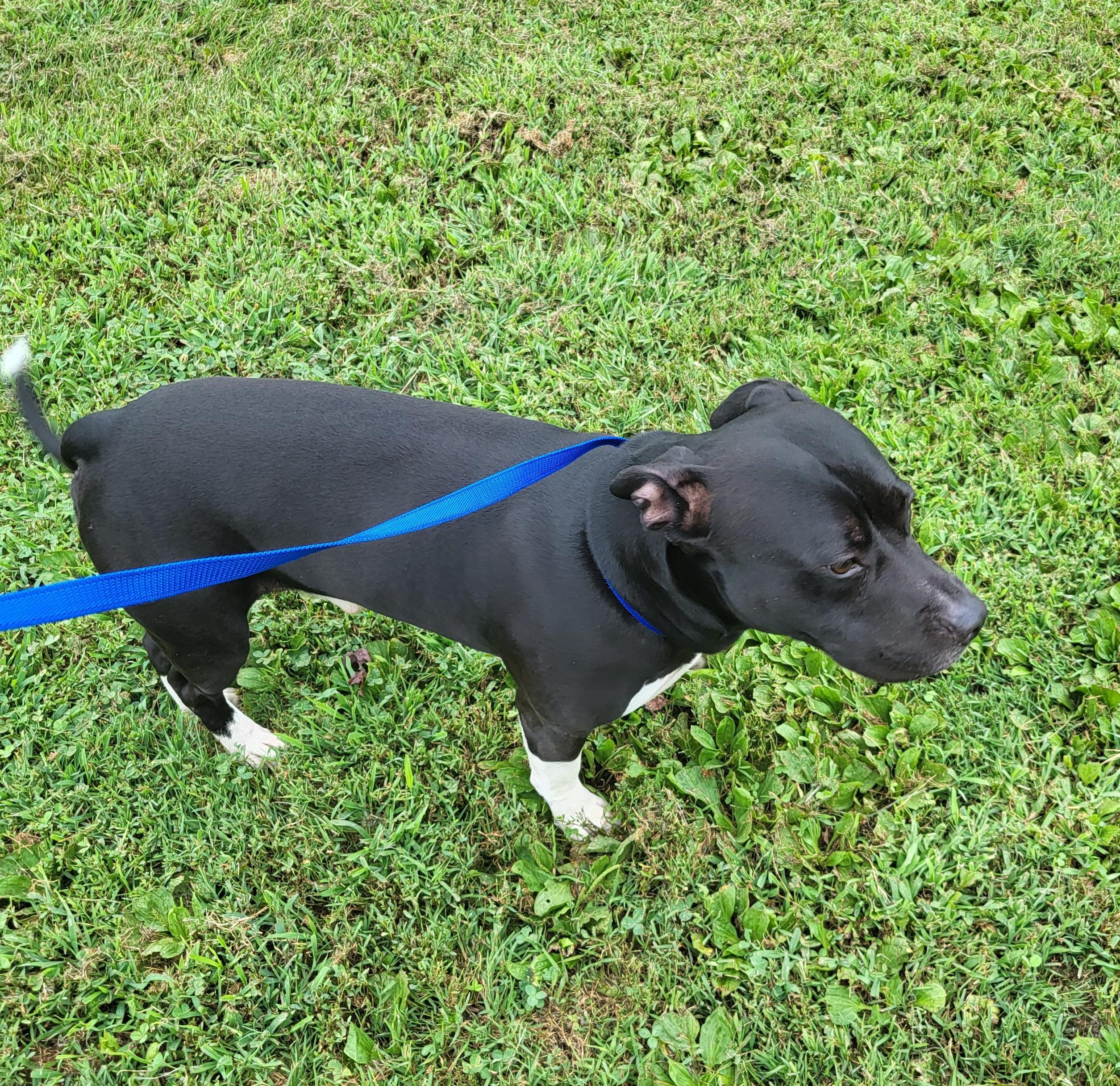 Enlarge Lewis, a Adoptable mixed breed in Collinsville, IL image 1/1