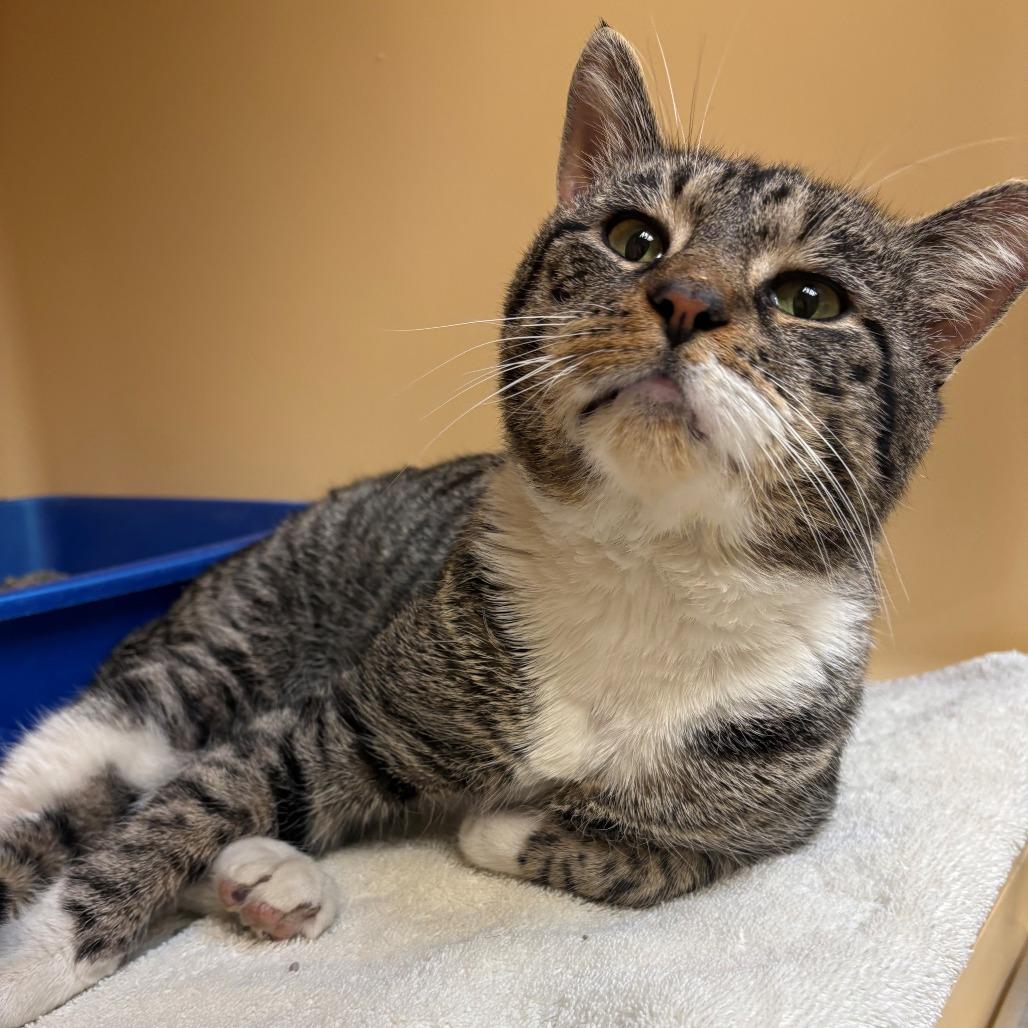 Bubba, Adoptable, Adult Male Domestic Short Hair.