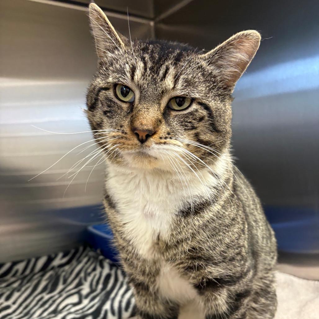 Enlarge Bubba, a Adoptable Domestic Short Hair in East Hanover, NJ image 2/4