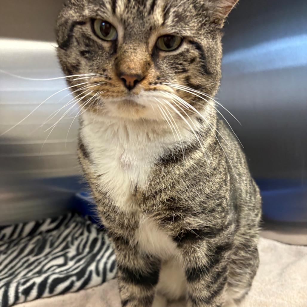 Enlarge Bubba, a Adoptable Domestic Short Hair in East Hanover, NJ image 3/4