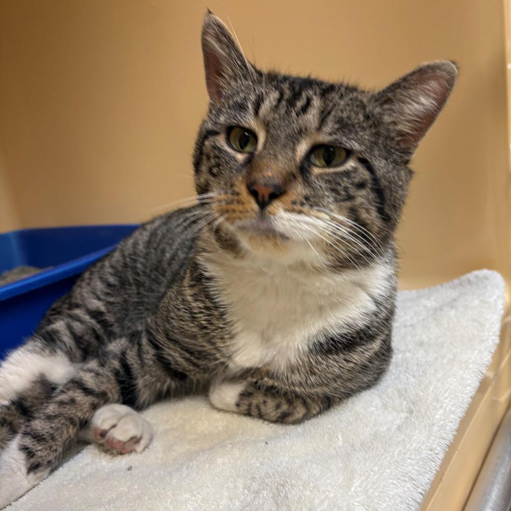 Enlarge Bubba, a Adoptable Domestic Short Hair in East Hanover, NJ image 4/4