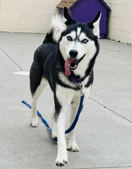 Calypso — thumbnail 3