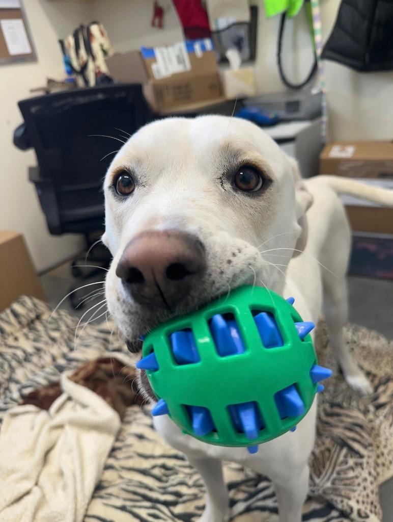 Smokey, a Adoptable mixed breed in Yellowknife, NT image 3/6
