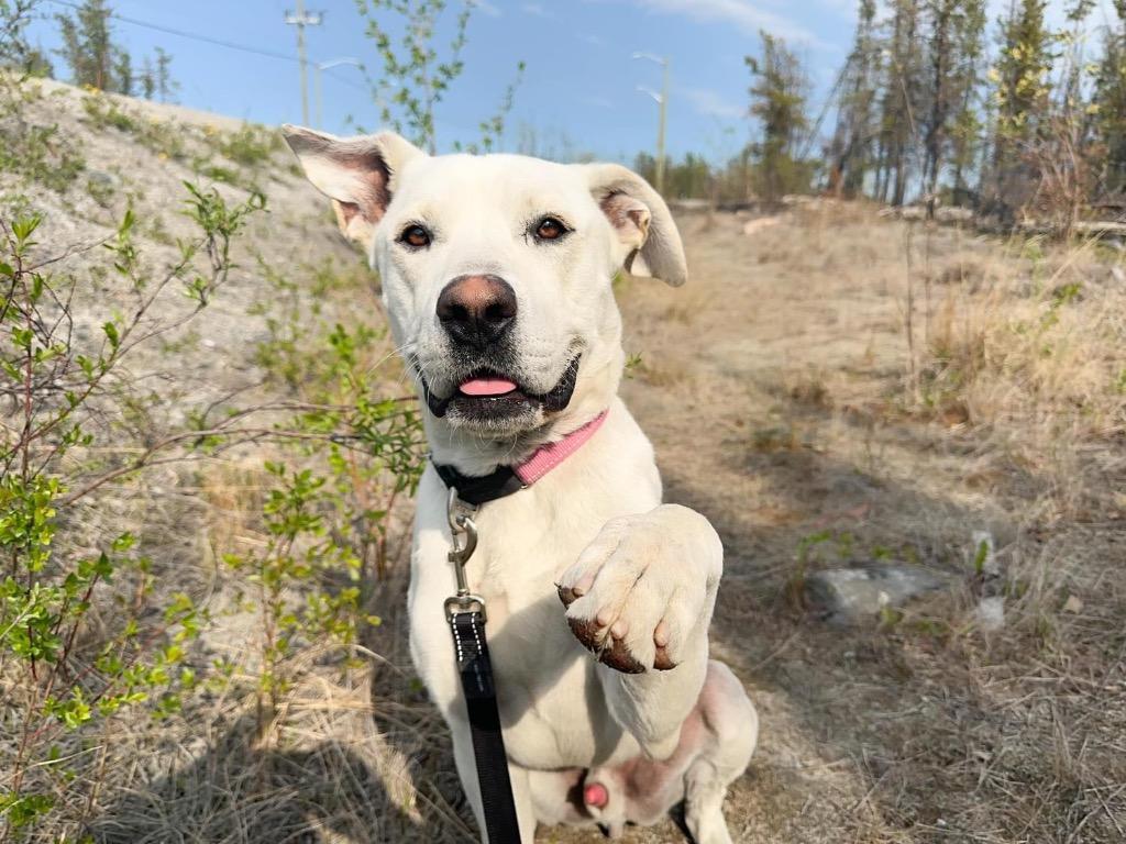 Smokey, a Adoptable mixed breed in Yellowknife, NT image 4/6