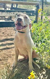 Whitaker- Puppy #1 (CoPAC Litter #5/ 2025), Adoptable, Young Male Pit Bull Terrier.