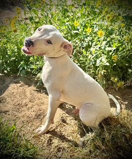 Enlarge Whitaker- Puppy #1 (CoPAC Litter #5/ 2025), a Adoptable Pit Bull Terrier in Pleasanton, TX image 3/3