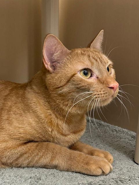 Enlarge Copper, a Adoptable Domestic Short Hair in Lancaster, PA image 1/1