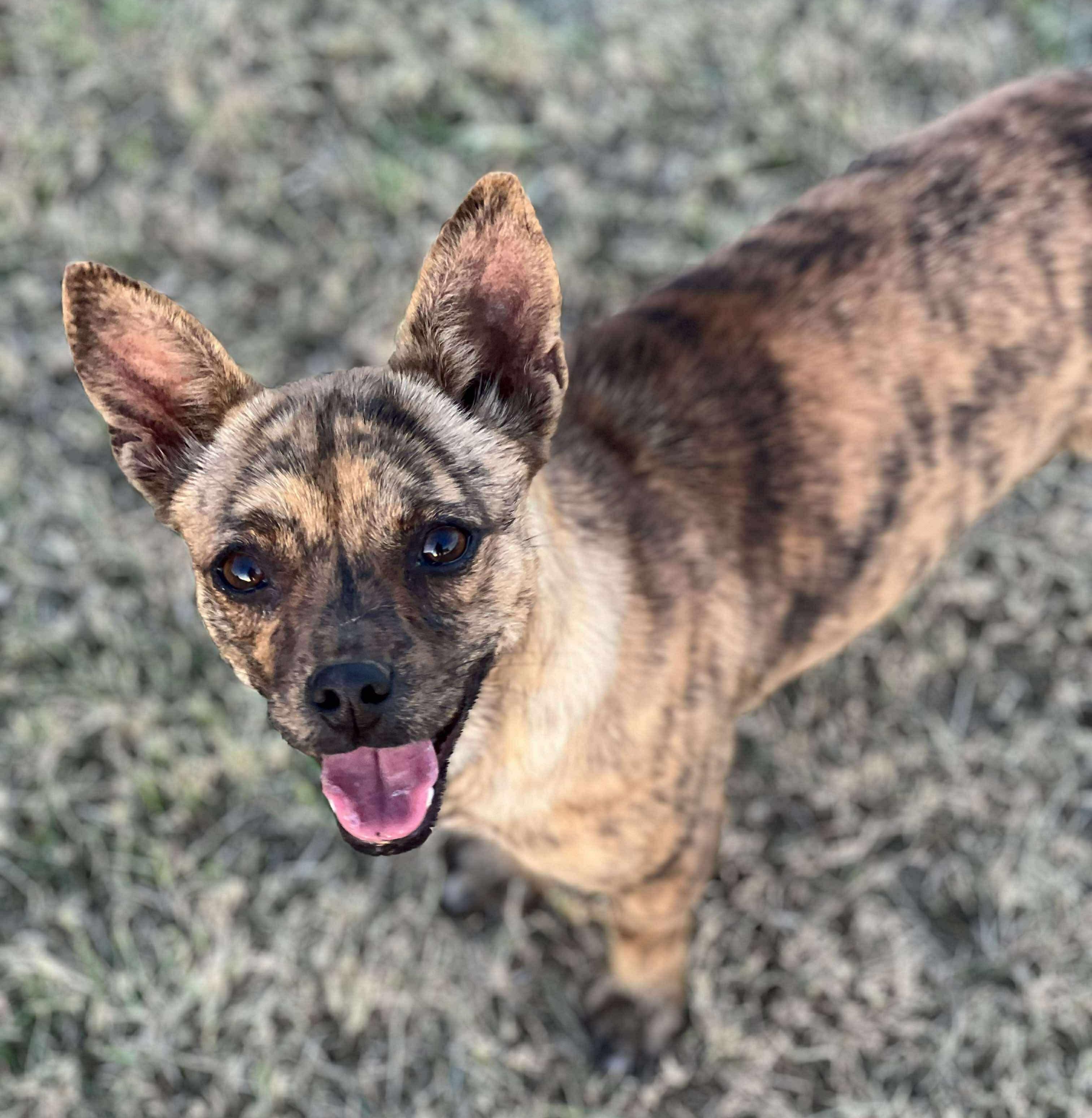 Enlarge Stella, a ADOPTABLE mixed breed in Traverse City, MI image 1/1