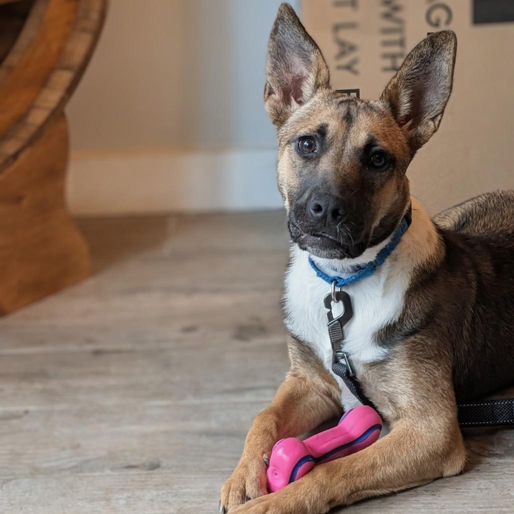 Enlarge Ruth, a Adoptable Mixed Breed in Waco, TX image 1/3