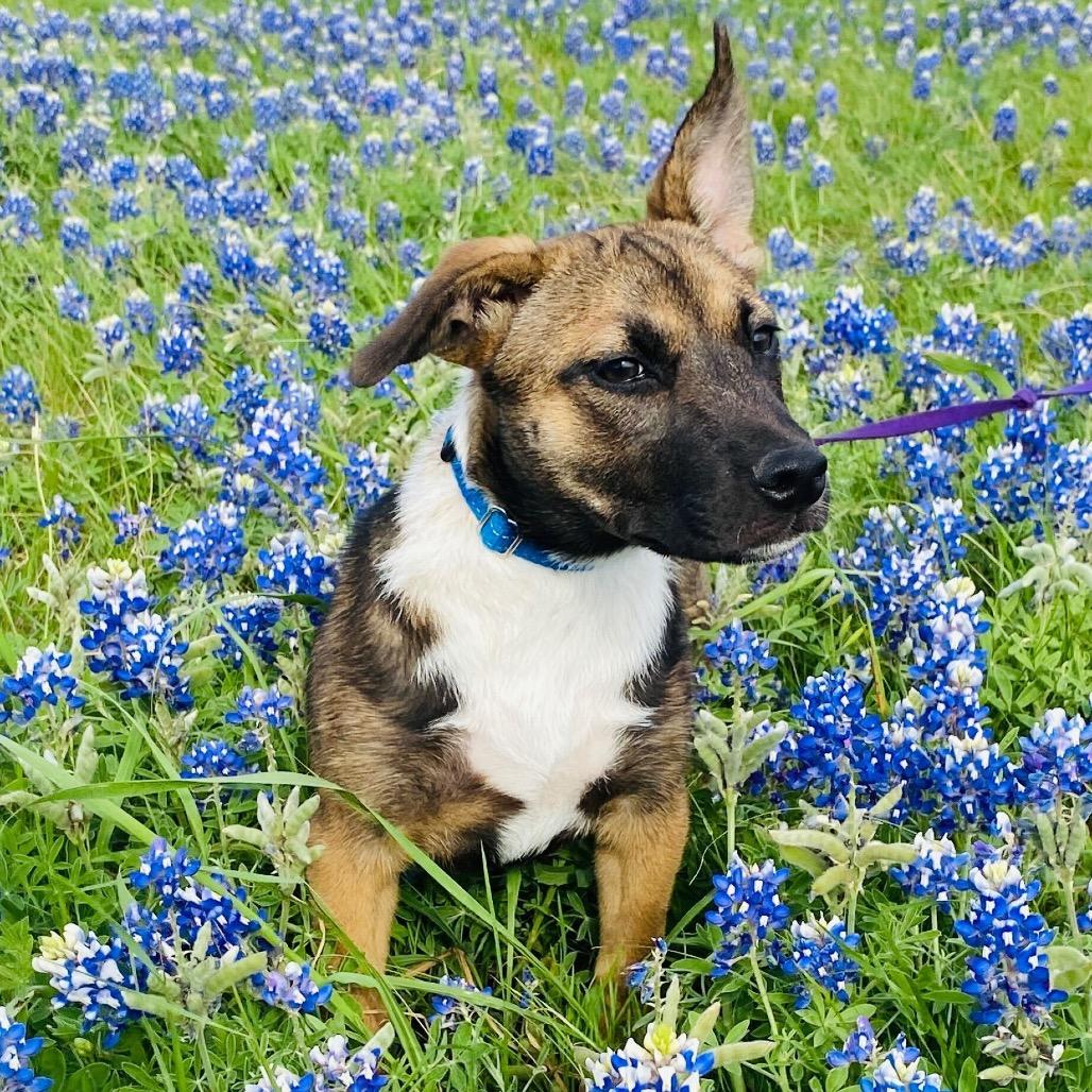 Enlarge Ruth, a Adoptable Mixed Breed in Waco, TX image 2/3