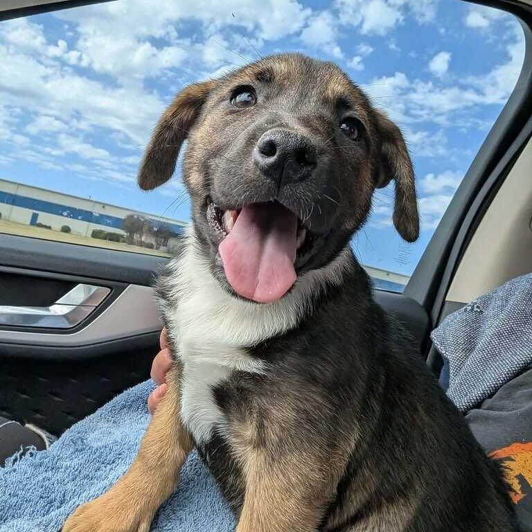 Enlarge Ruth, a Adoptable Mixed Breed in Waco, TX image 3/3