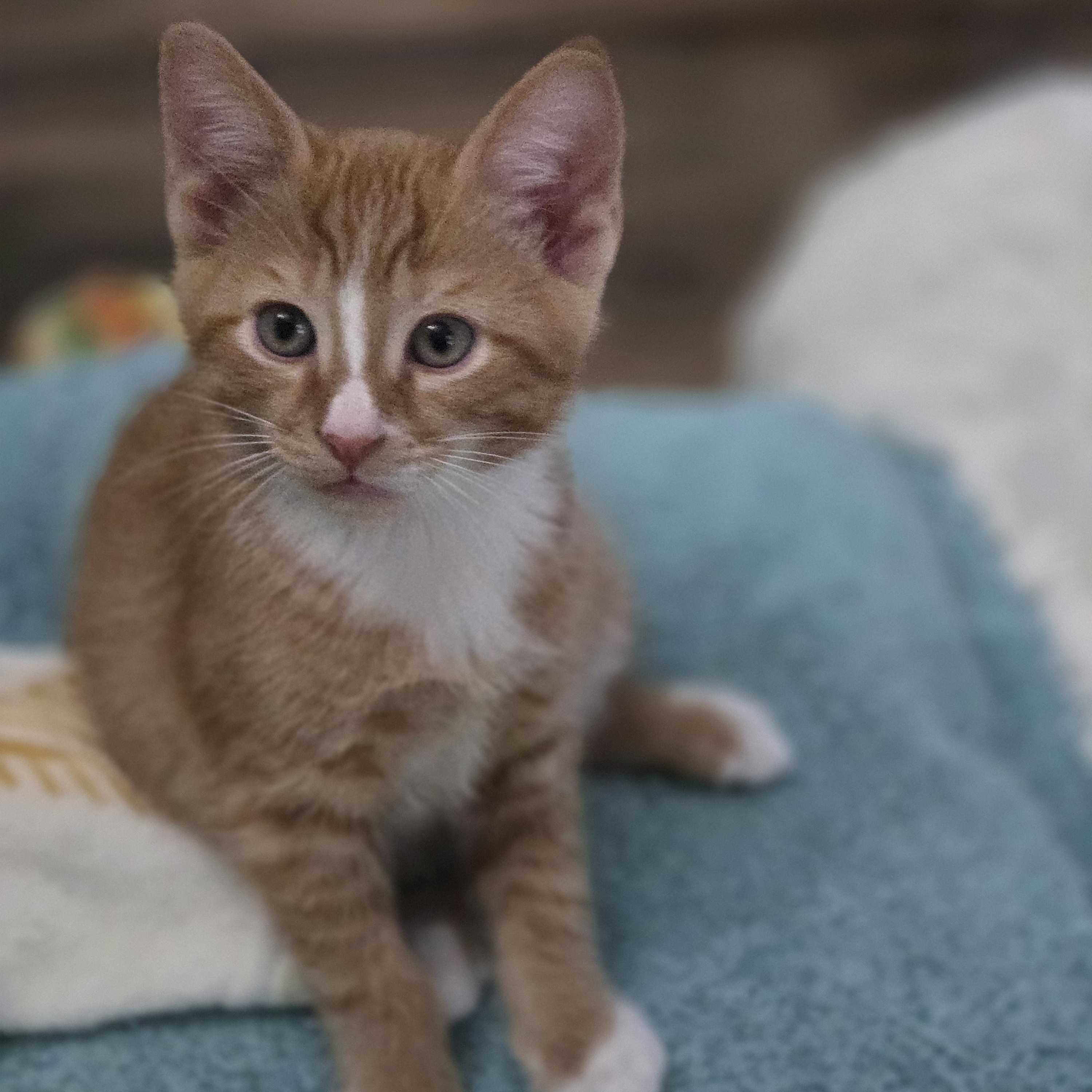 Kadin, an adopted Domestic Short Hair in Grove City, OH image 3/3