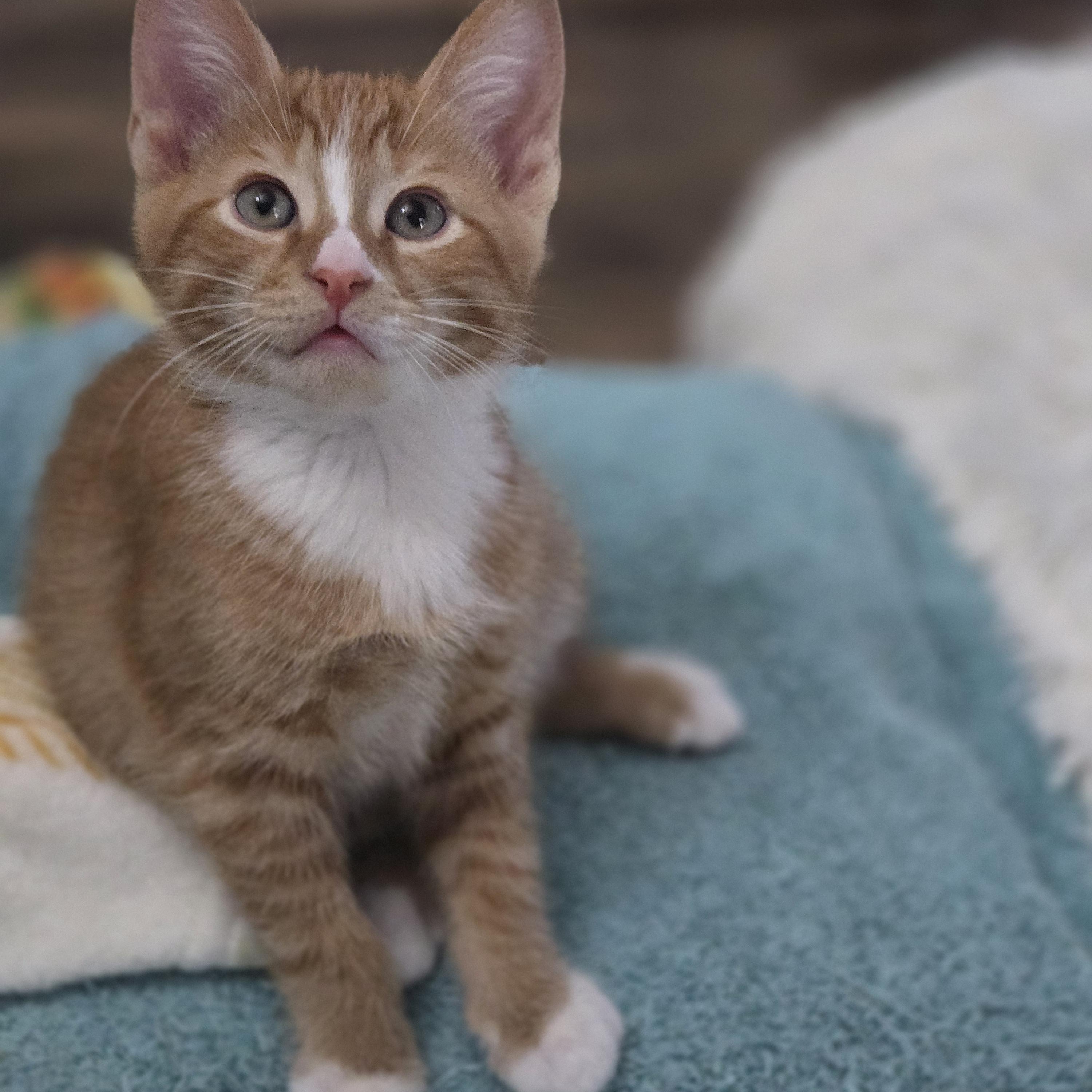 Kadin, an adopted Domestic Short Hair in Grove City, OH image 2/3
