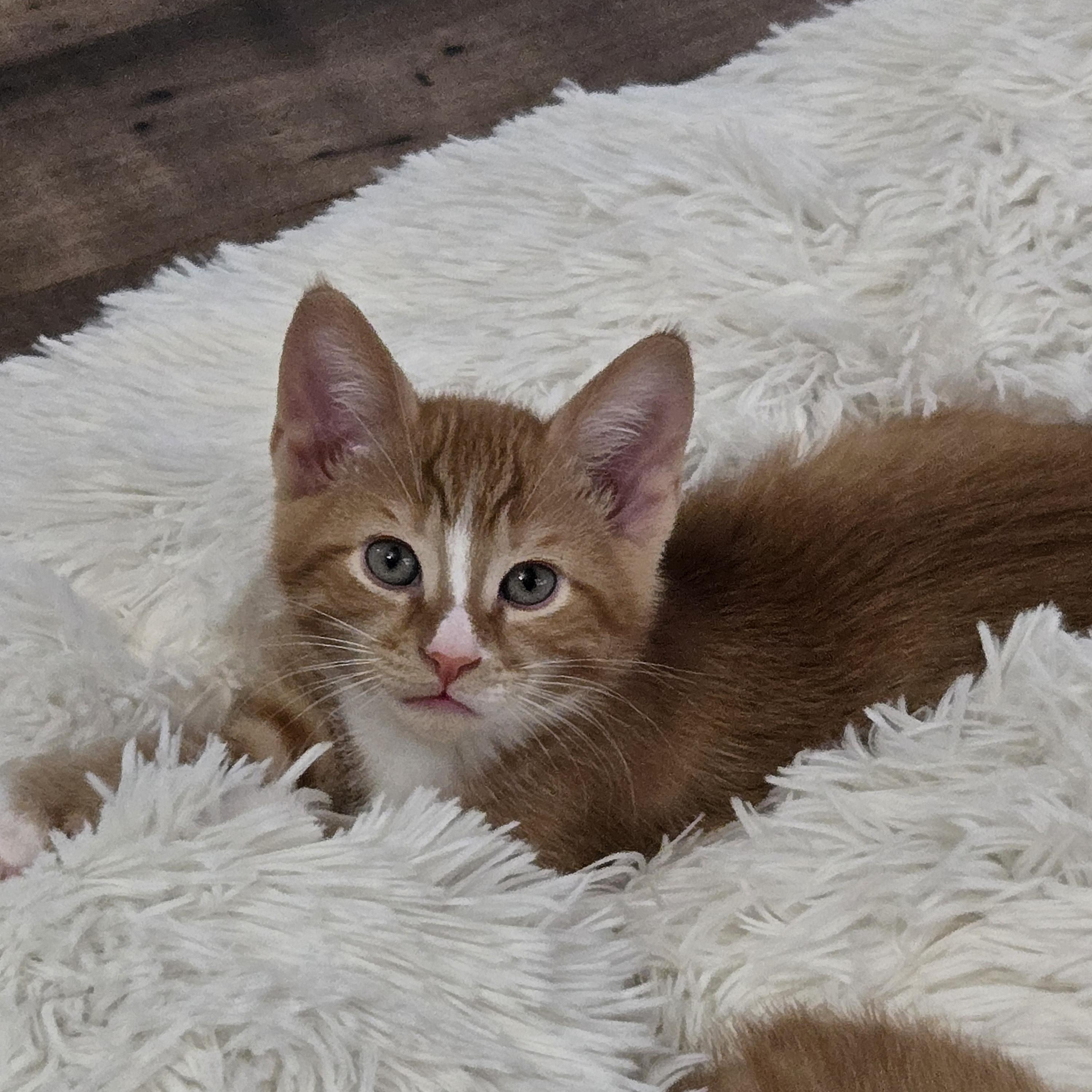 Kadin, adopted, Kitten Male Domestic Short Hair.