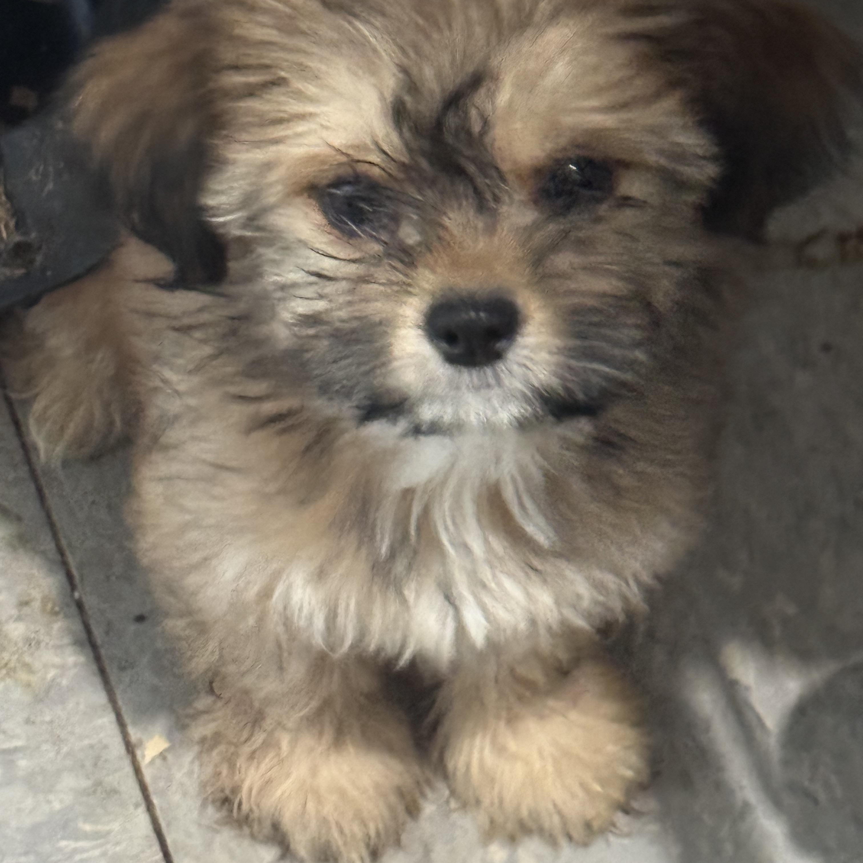 Jade, Adopted, Puppy Female Shih Tzu.