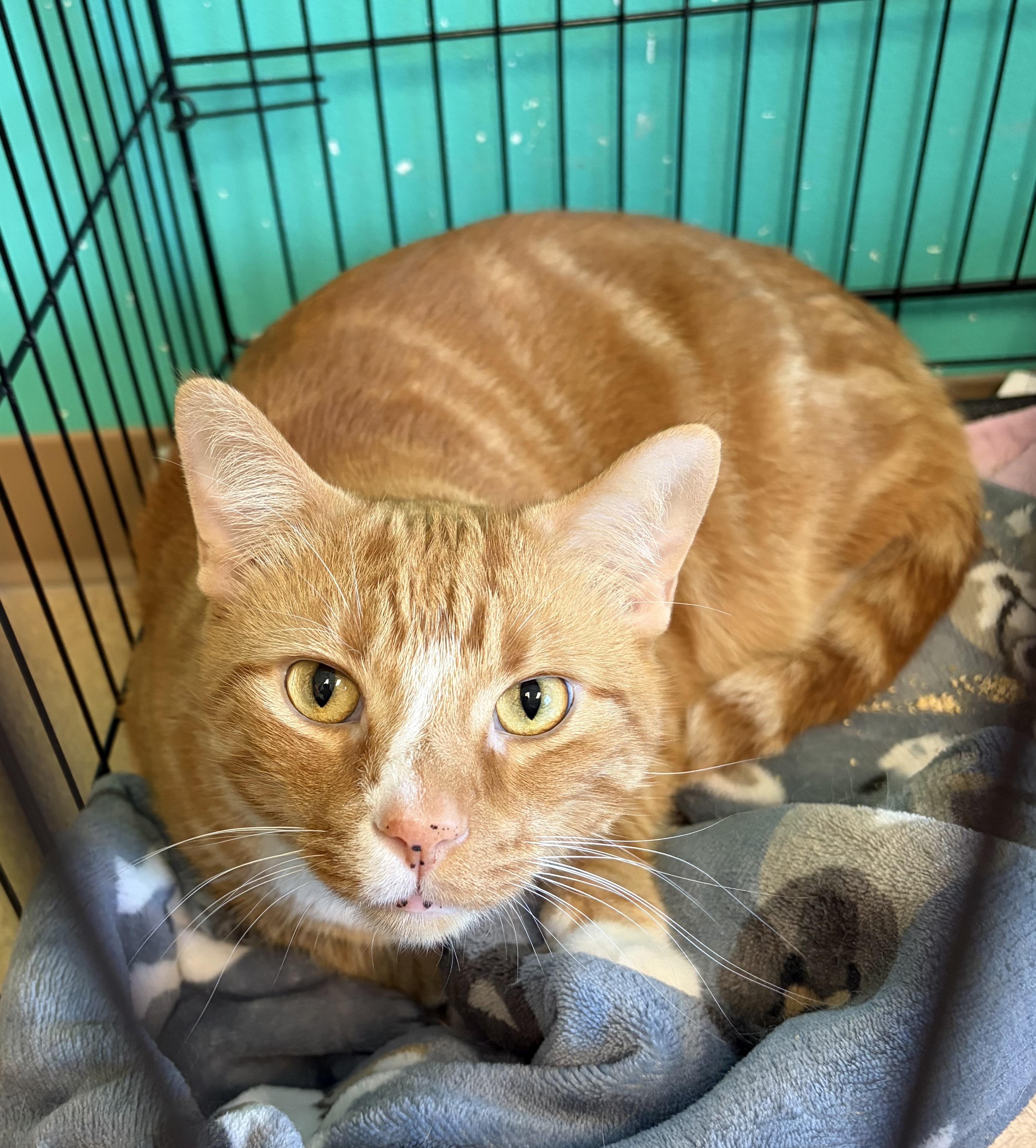 Wonton, an adoptable Domestic Short Hair in Brookings, SD image 2/3