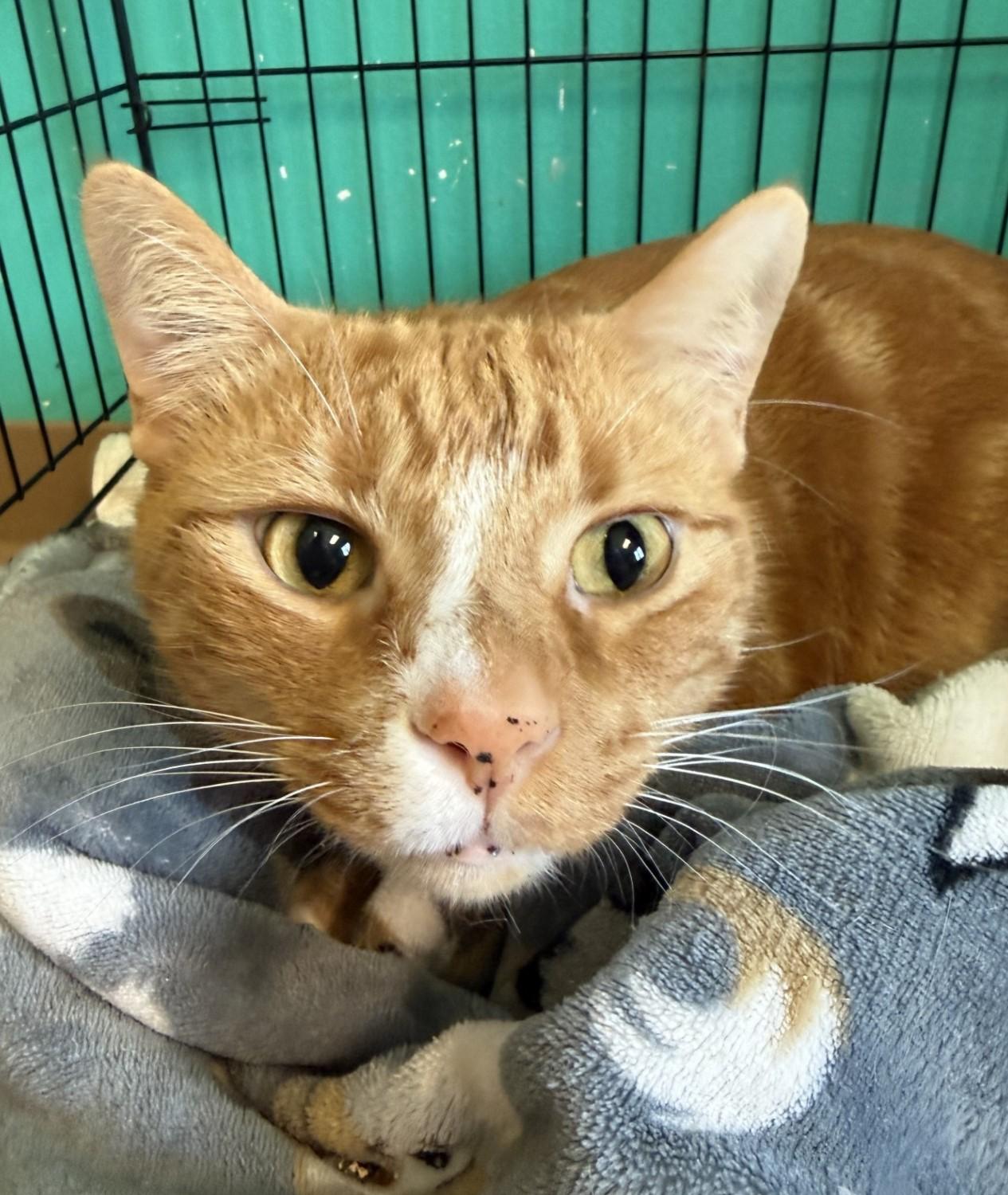 Wonton, adoptable, Adult Male Domestic Short Hair.