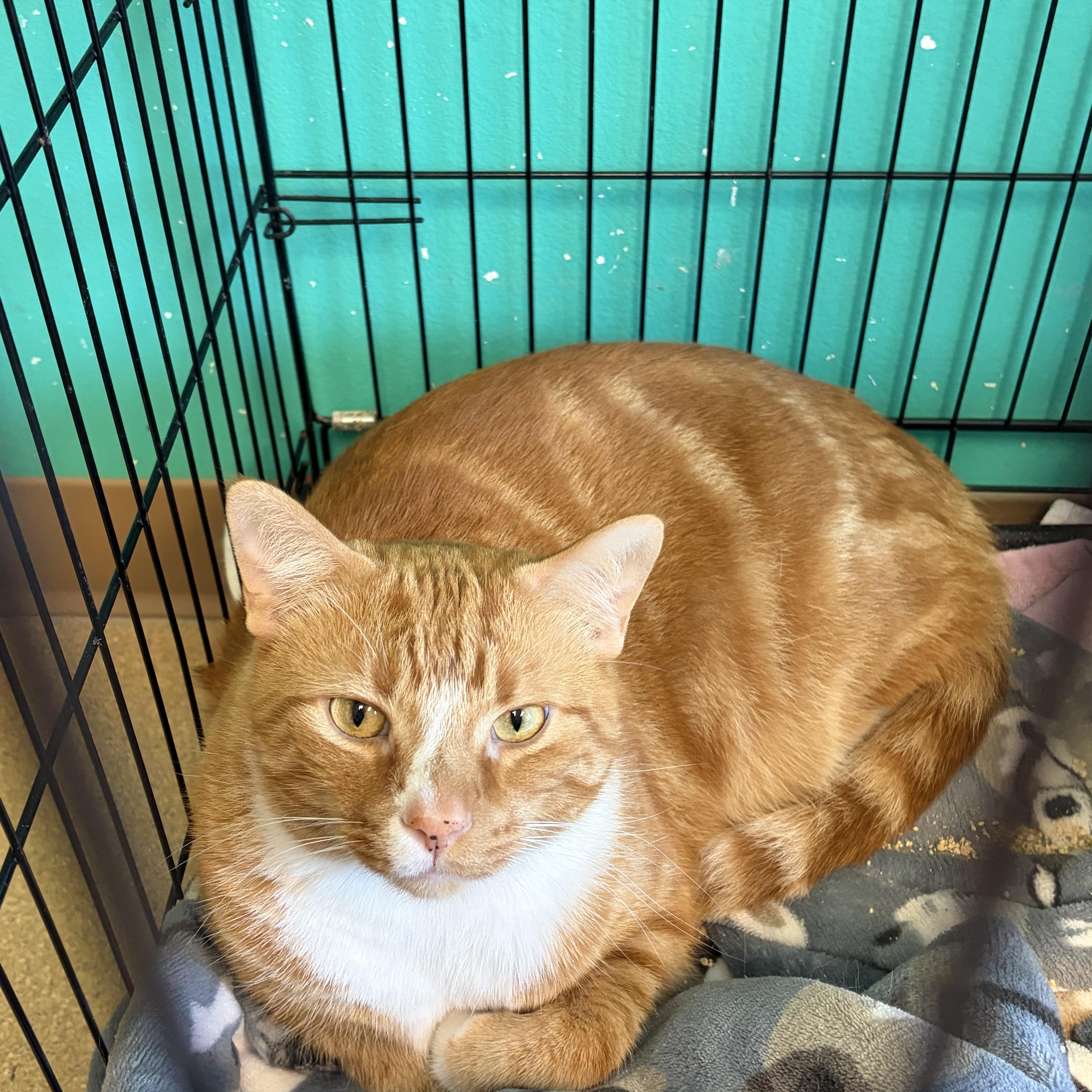 Wonton, an adoptable Domestic Short Hair in Brookings, SD image 3/3