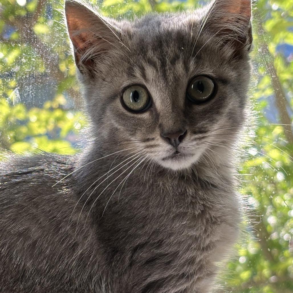 Enlarge Luna, a Adoptable Domestic Short Hair in Pleasanton, CA image 1/4